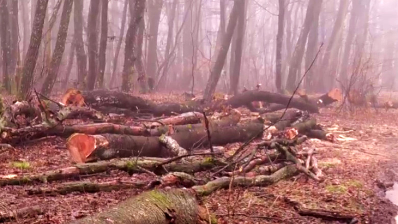 arbori taiati in padurea de la baile felix