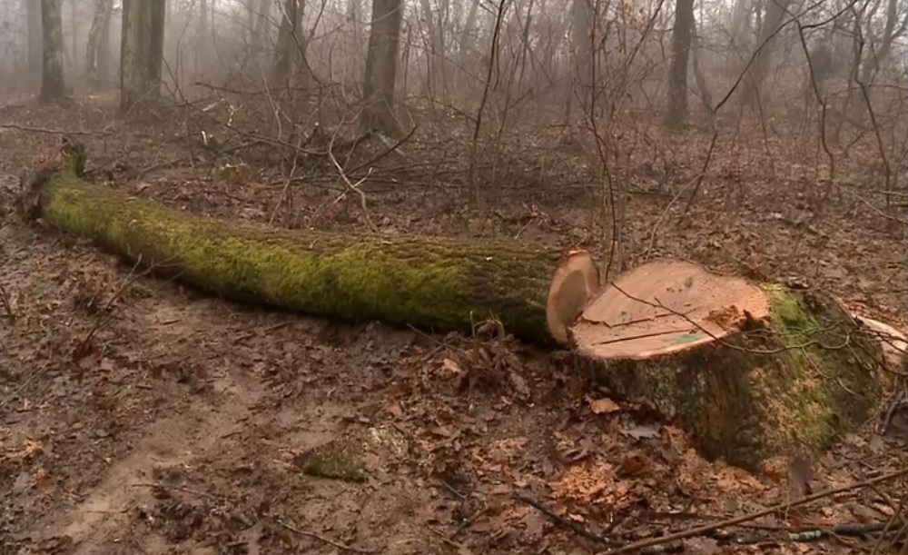 Arbori tăiați ilegal la Băile Felix. Gabriel Păun, președintele Agent Green: „Autoritățile prind doar 1% din cazuri”