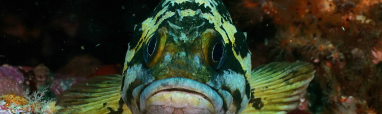 Adâncurile Americii de Nord | ep. 2