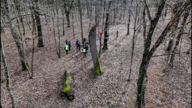 copaci in baila felix padure