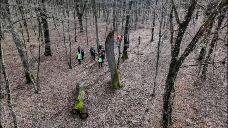 copaci in baila felix padure