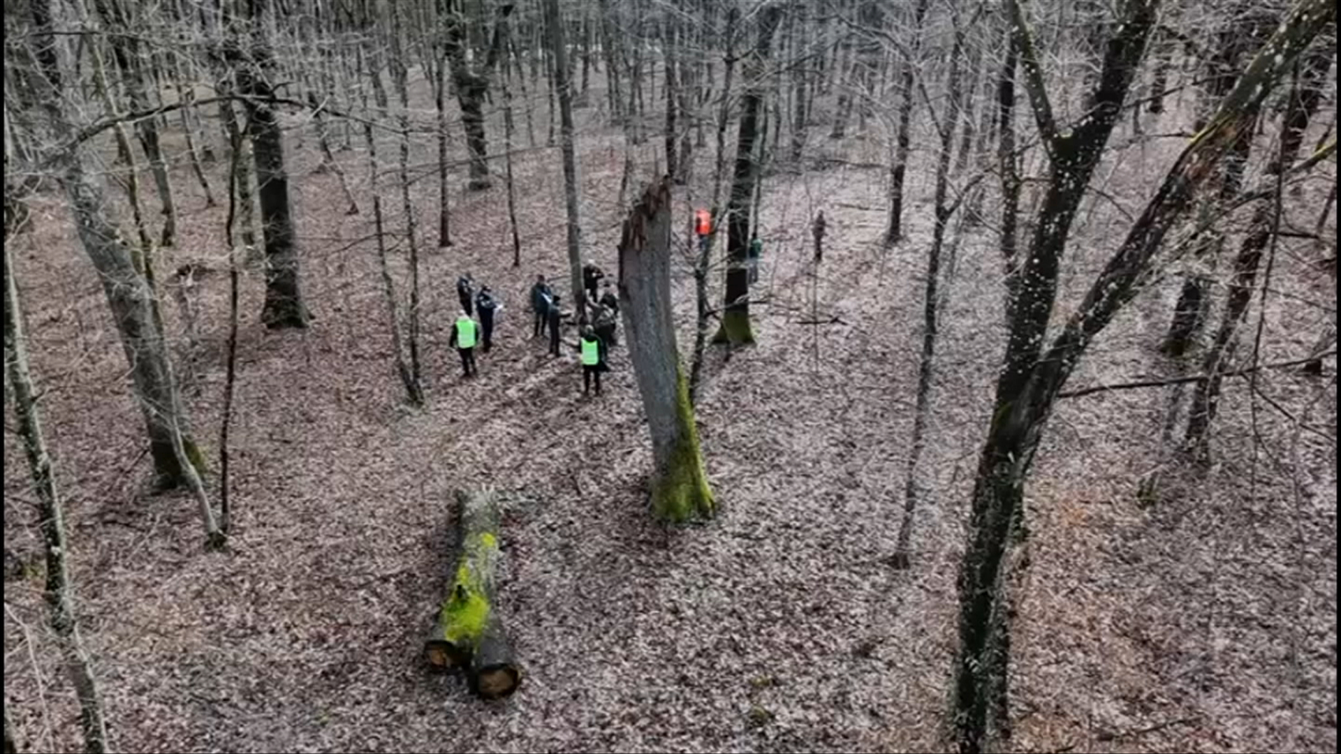 Supracontrol al Gărzii Naționale Forestiere după defrișările ilegale în pădurea din Băile Felix. Șeful instituției va verifica tăierile