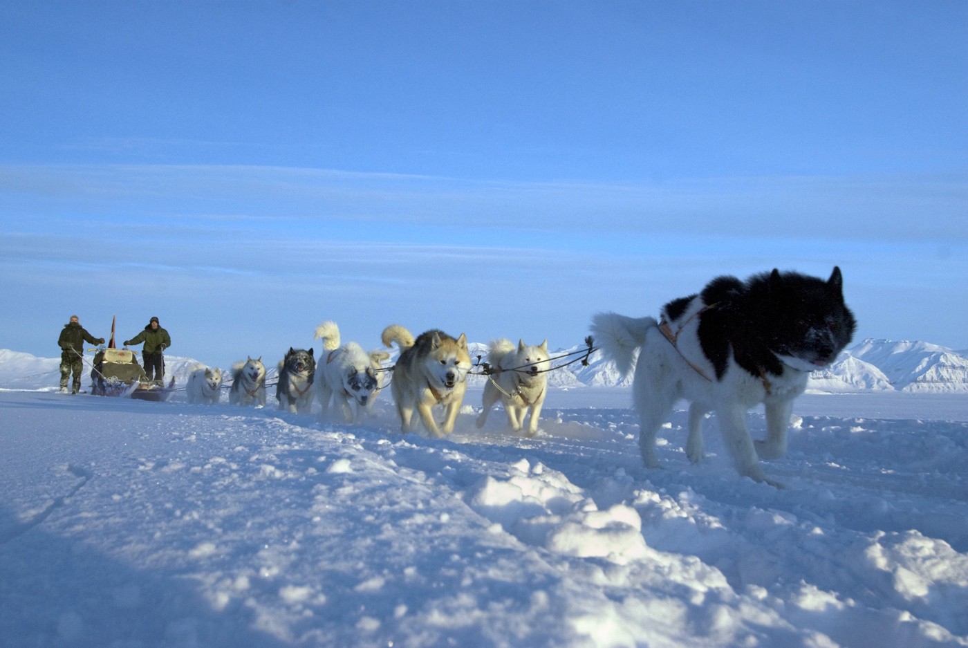 Ce sunt, de fapt, cele „două sănii cu câini” din Groenlanda, ironizate de Trump. Patrula Sirius a blocat planurile rușilor
