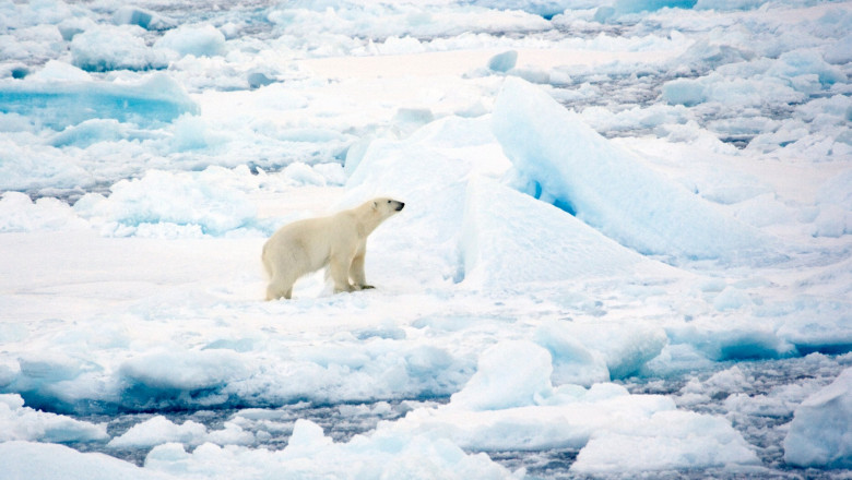 Urşii polari din Svalbard au rezistat mai bine decat se preconiza la incalzirea climei (studiu)