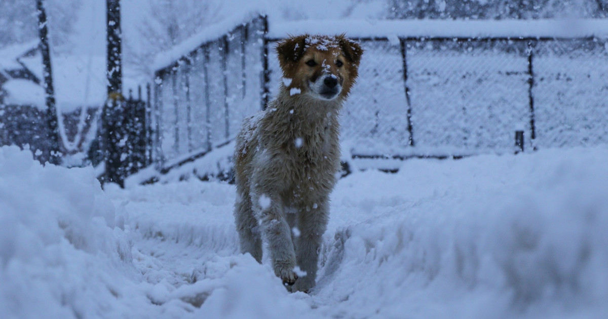 Cum trăiesc iarna oamenii blocați în satele uitate de lume ale României: „Așa a fost dintotdeauna. Noi... Kép