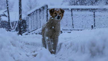 Cățel în zăpadă