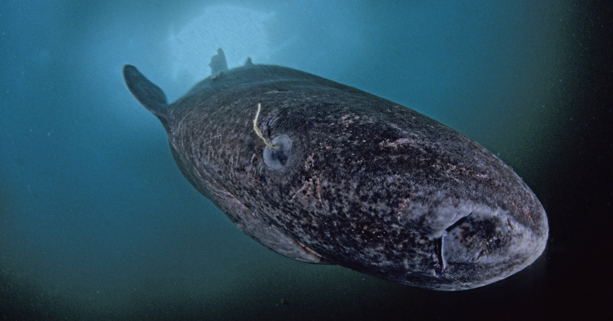 Este orb, trăiește 500 de ani și vine din apele Groenlandei. Controversele din jurul uneia dintre cele mai... Kép