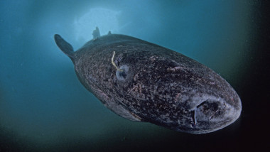 rechinul de Groenlanda