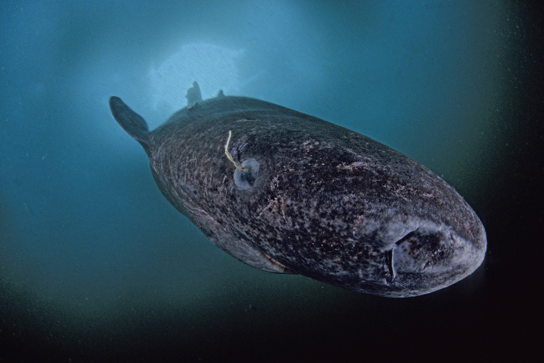 Este orb, trăiește 500 de ani și vine din apele Groenlandei. Controversele din jurul uneia dintre cele mai enigmatice specii din lume