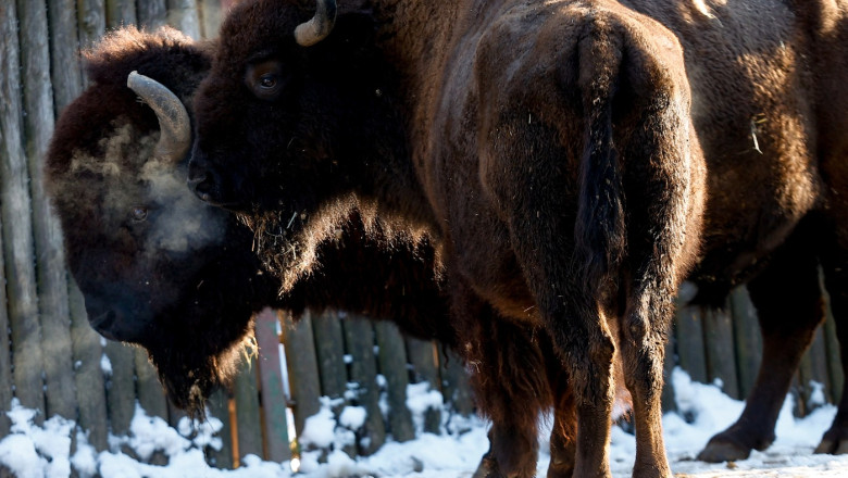 Power outages at Kyiv Zoo in Ukraine