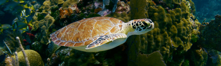 Adâncurile Americii de Nord | ep. 4