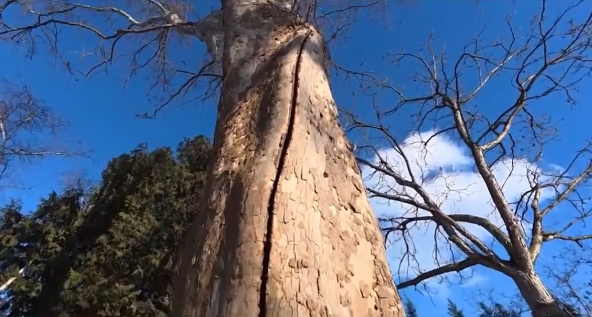 „Copacii care explodează” au devenit virali pe rețelele sociale. Explicațiile fenomenului neobișnuit