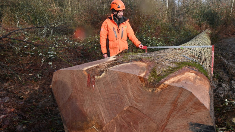 stejar batran taiat in franta