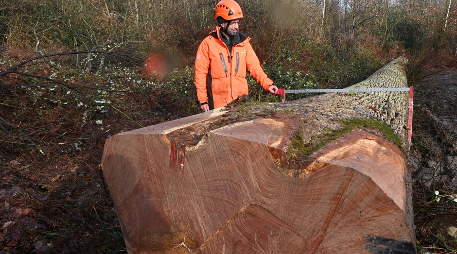 Un stejar contemporan cu regele Ludovic al XIV-lea, tăiat în Franţa: „Povestea nu se oprește aici”