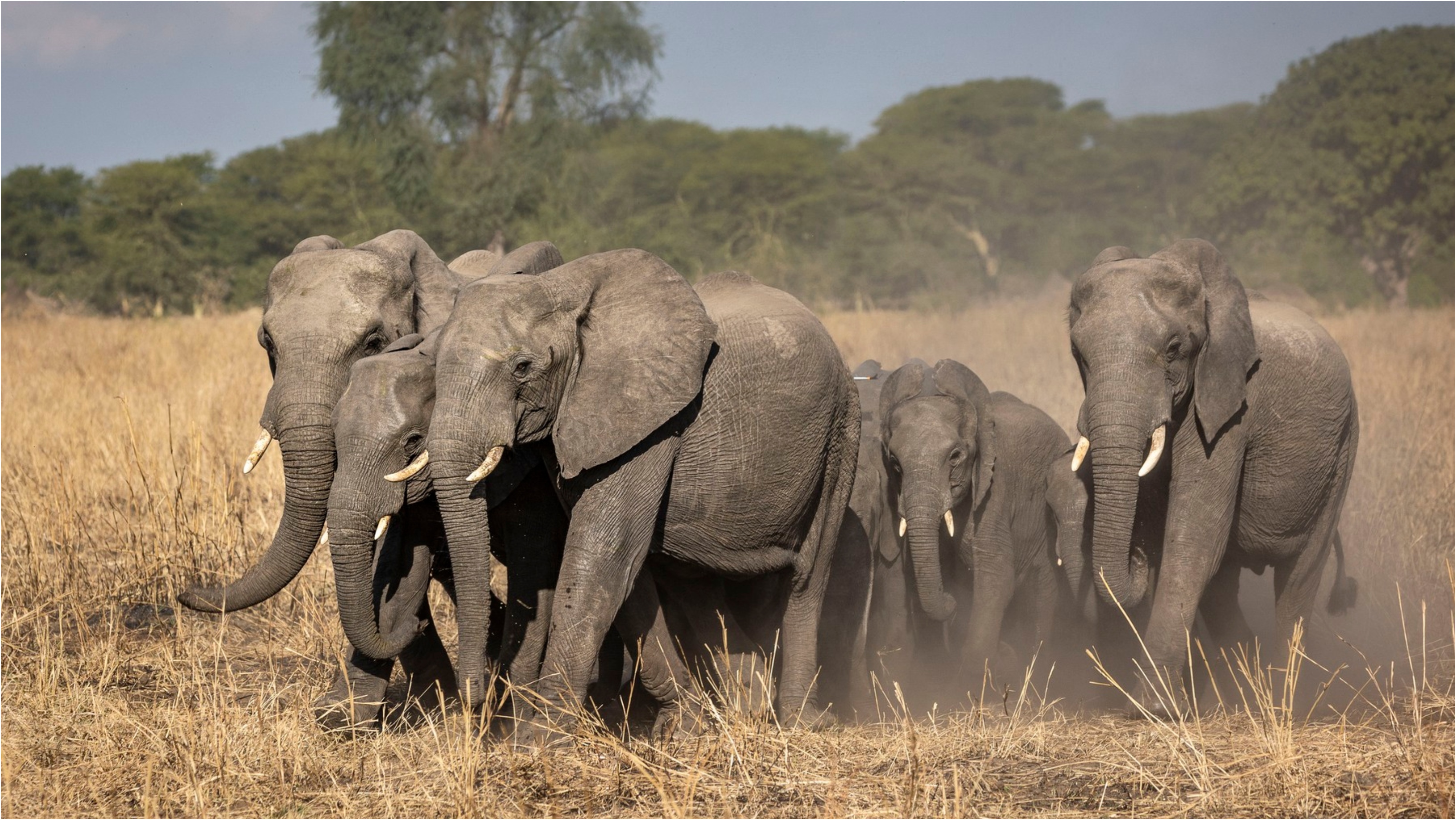 Oamenii care se luptă cu elefanții: Cum a ajuns un proiect de salvare a animalelor sălbatice să provoace un conflict devastator