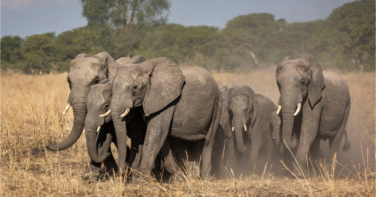 Oamenii care se luptă cu elefanții: Cum a ajuns un proiect de salvare a animalelor sălbatice să provoace... Kép