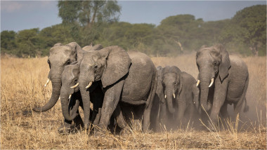 elefanți în Malawi