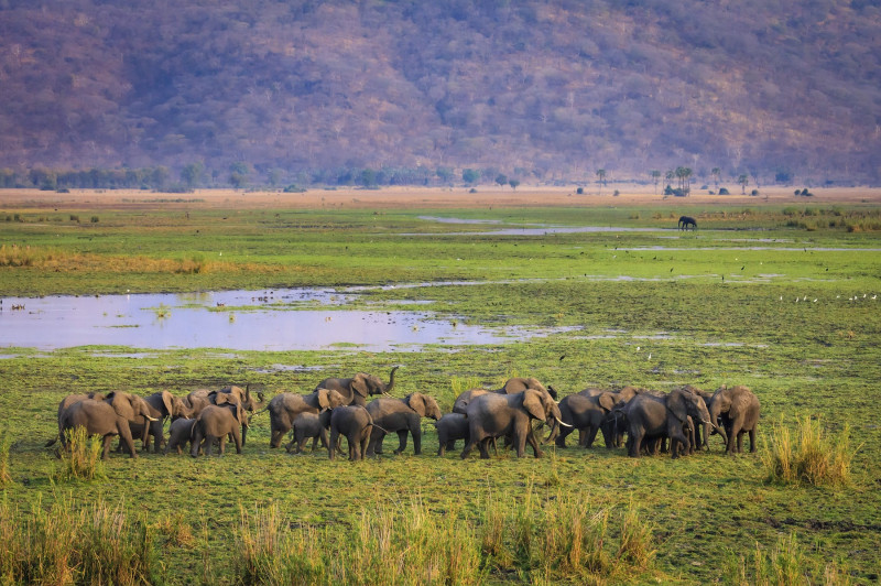 AFRICAN WILDLIFE FROM THE AIR