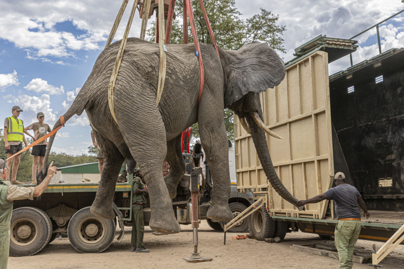 PICKING UP AN ELEPHANT FOR RELOCATION