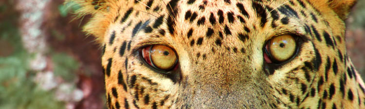 Supraviețuirea bestiei | ep. 6