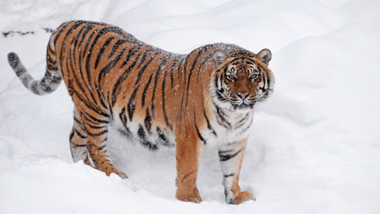 Siberian tiger standing in white winter snow