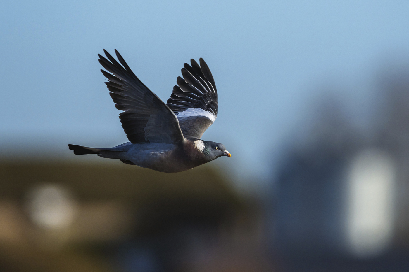 Un startup din Rusia având legături cu fiica lui Putin testează un nou tip de drone: porumbei cu cipuri implantate în creier