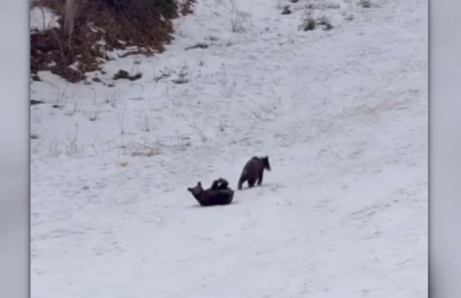 Întâlnire neașteptată la Poiana Brașov: Trei pui de urs, filmați de turiști în timp ce se joacă nestingheriți pe pârtie
