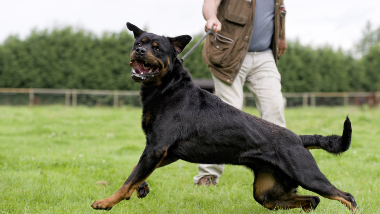 Rase de câini considerate periculoase. Foto Getty Images