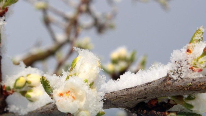 inghet agricultura pom