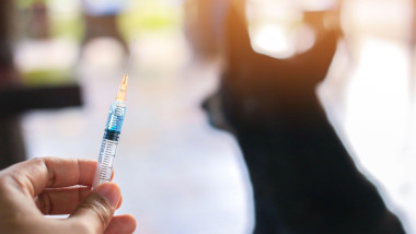 Vaccine Rabies Bottle and Syringe Needle Hypodermic Injection,Immunization rabies and Dog Animal Diseases,Medical Concept with Dog blurred Background.