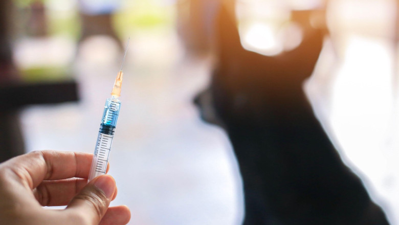 Vaccine Rabies Bottle and Syringe Needle Hypodermic Injection,Immunization rabies and Dog Animal Diseases,Medical Concept with Dog blurred Background.