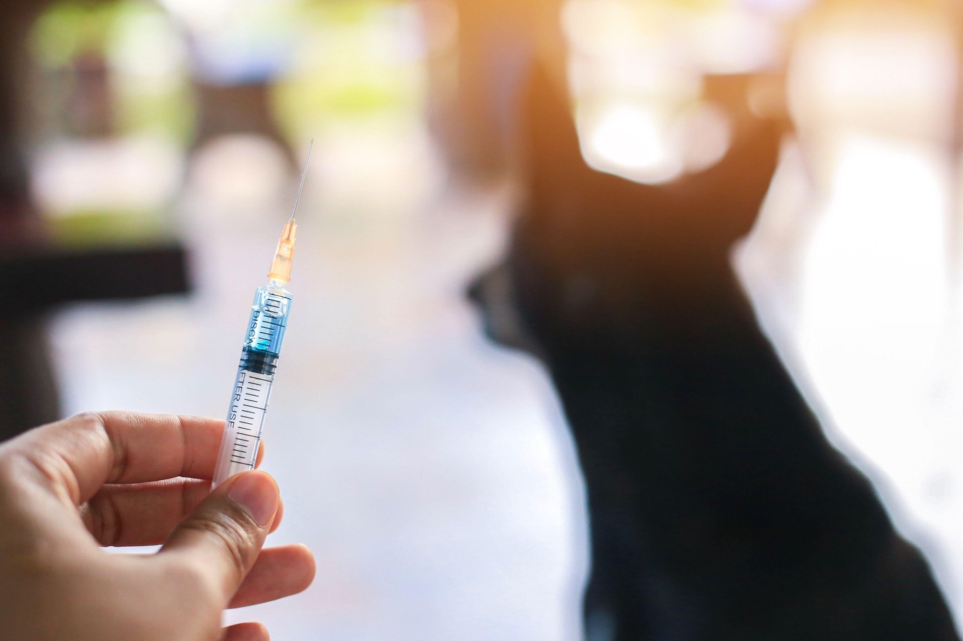 Focar de rabie lângă Moscova: un oraș intră sub restricții sanitar-veterinare 