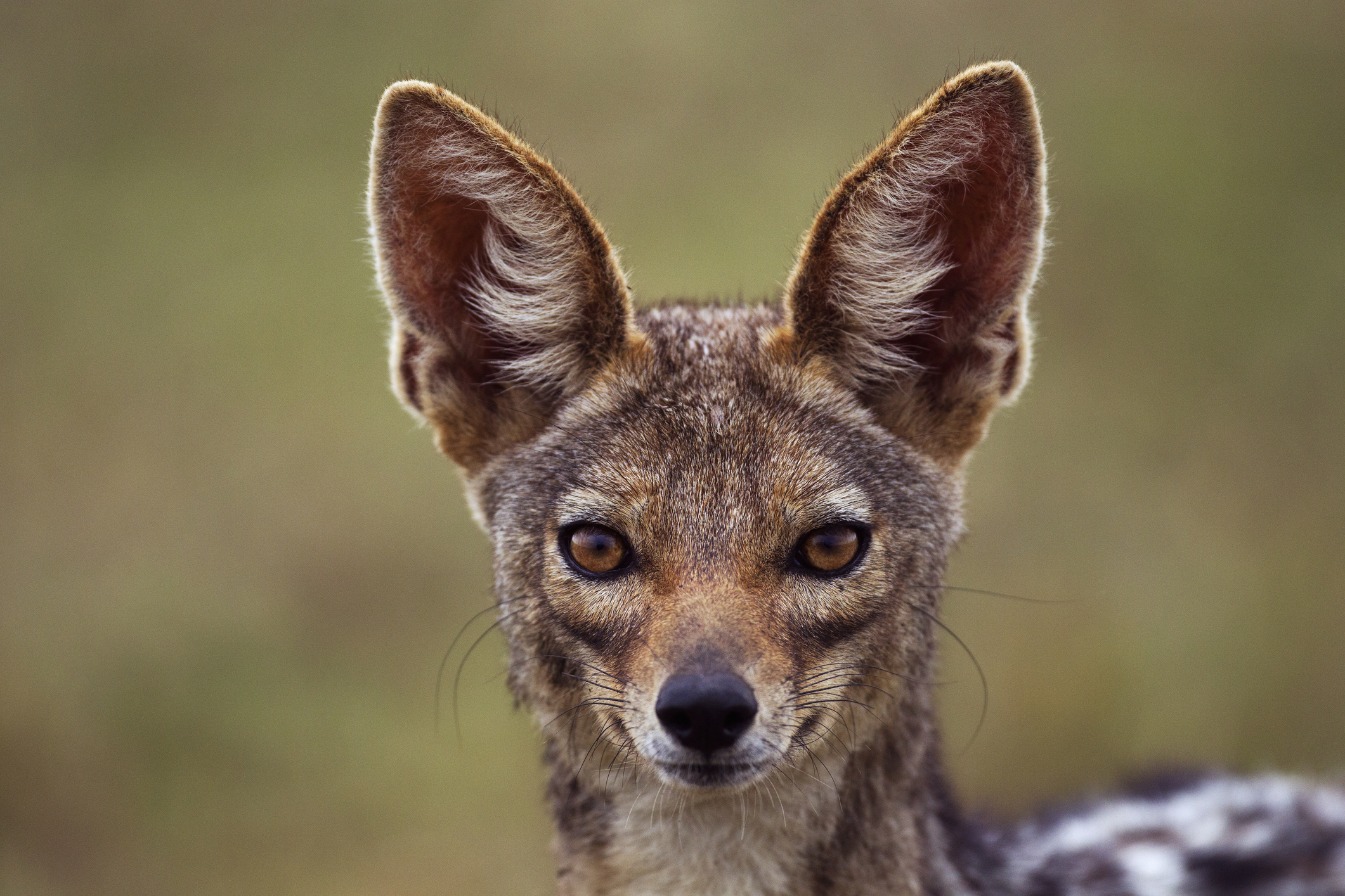 „Sunt haite mari”. Localitățile de lângă Dunăre, terorizate de șacali. Animalele s-au înmulțit alarmant și atacă noapte de noapte