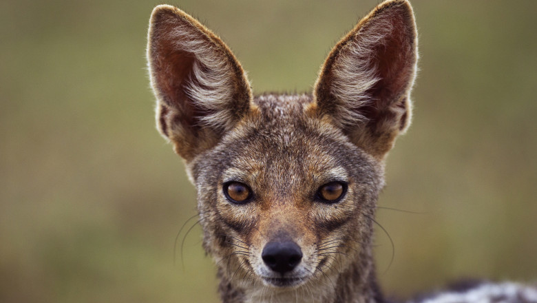 Sunt haite mari”. Localitățile de lângă Dunăre, terorizate de șacali.  Animalele s-au înmulțit alarmant și atacă noapte de noapte | Digi24