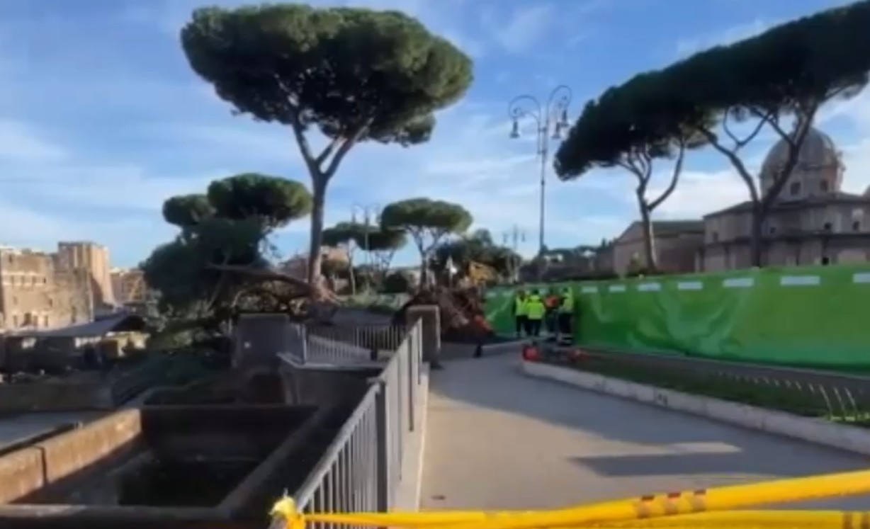 Incident grav în centrul Romei: Un turist român a fost rănit după prăbușirea unui pin