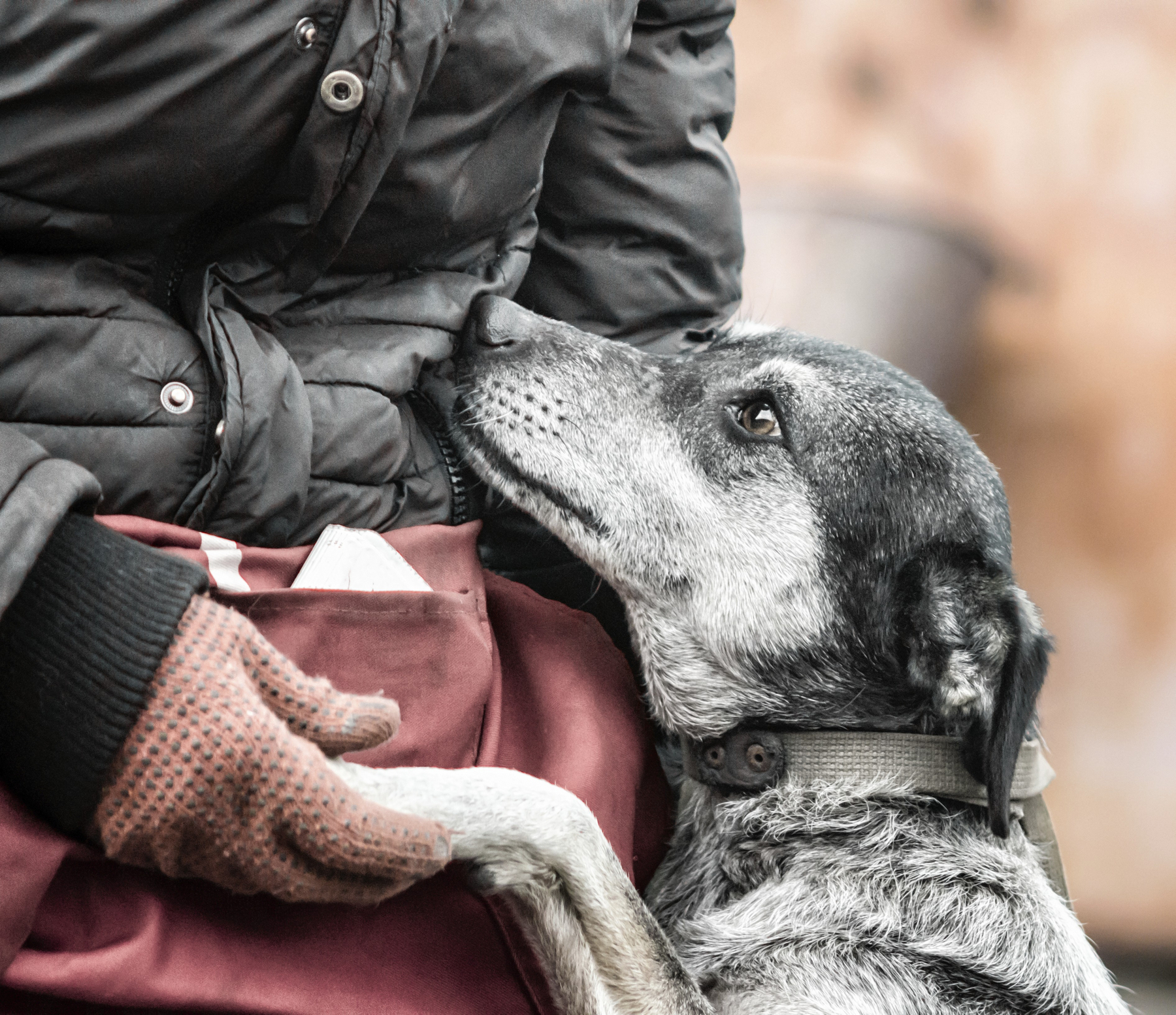 Vrancea: Peste 73 de câini din adăpostul de la Suraia au fost relocaţi