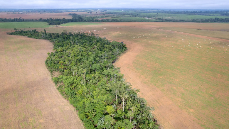 perdea verde agricultura