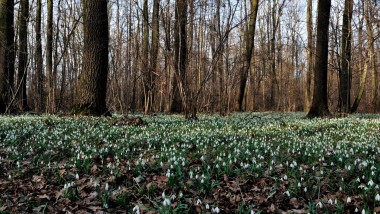 blooming, earth, forest, march, snowdrop, spring, weather, fresh, botanical, detail, green, leaves, spring, scenic, texture, wood