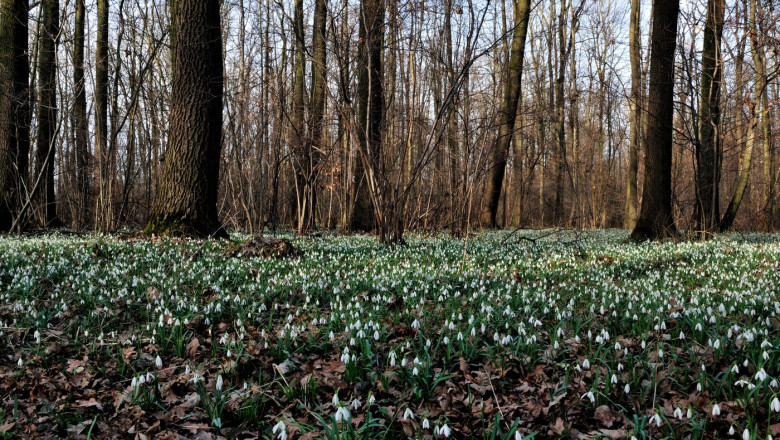 blooming, earth, forest, march, snowdrop, spring, weather, fresh, botanical, detail, green, leaves, spring, scenic, texture, wood