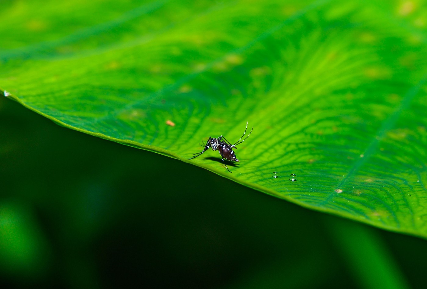 O boală tropicală mortală se răspândește în Europa. Și România riscă să fie afectată: „E doar o chestiune de timp”
