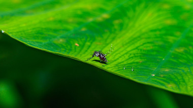 Aedes Albopictus - Asian Tiger Mosquito - Deadly Disease - VectorForest Mosquito, Tehatta, India - 25 Sep 2025