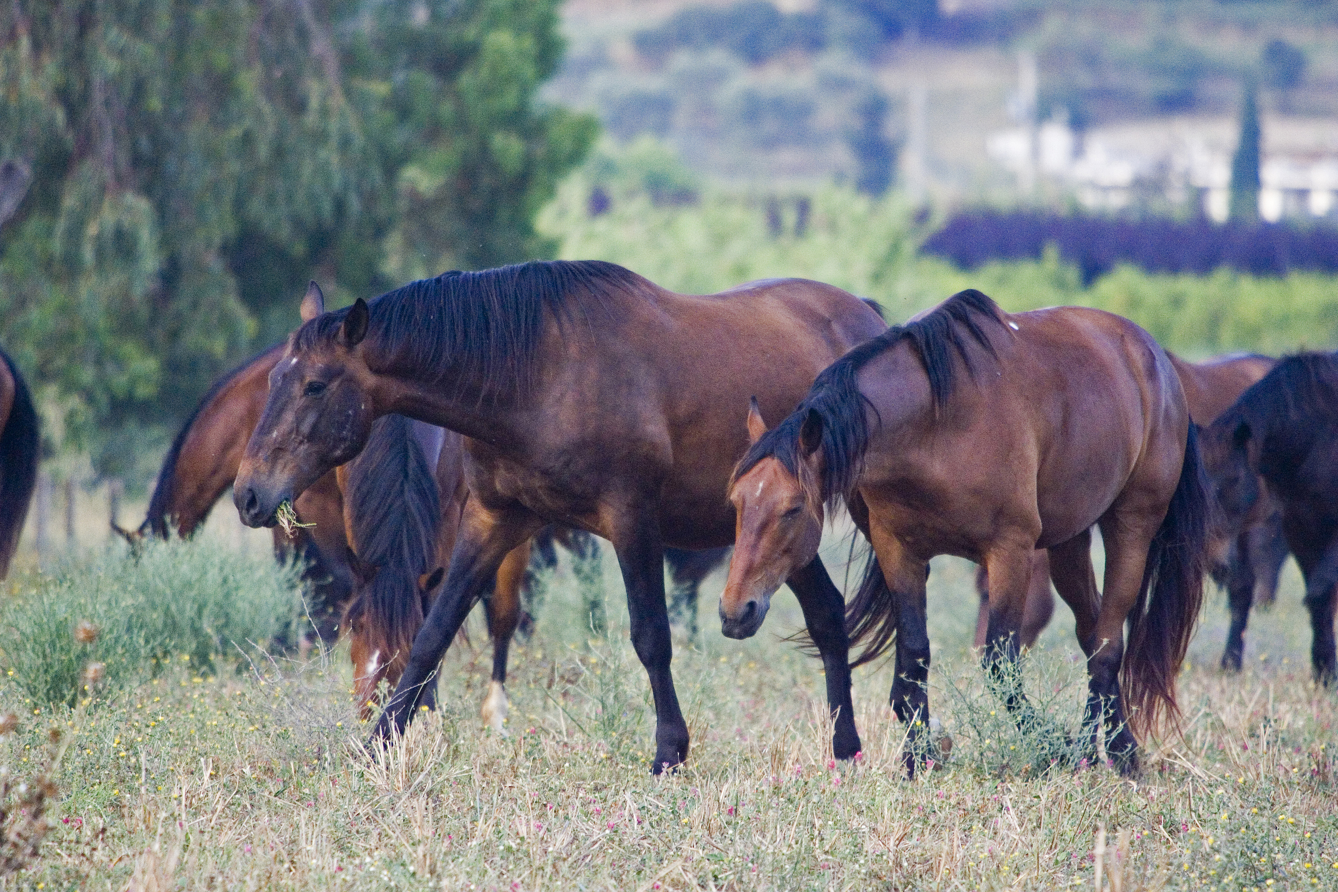 Italia ar putea interzice consumul de carne de cal, tradițional în unele zone: „Suntem în secolul XXI. Prietenii nu trebuie mâncați”
