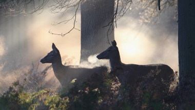 The Autumn Deer Rut In London's Richmond Park