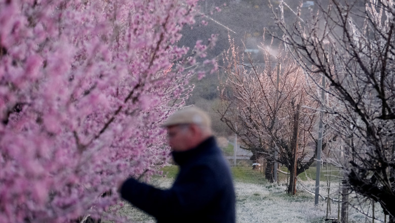 Fruit grower protects plants with frost protection irrigation