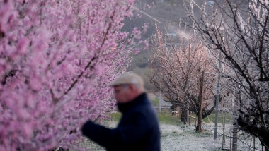 Fruit grower protects plants with frost protection irrigation