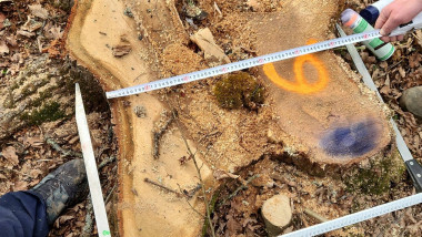 arbore taiat Podișul Hârtibaciului