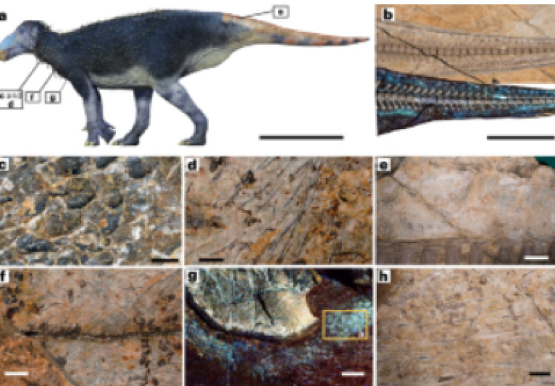 O nouă specie de dinozaur cu țepi descoperită în China surprinde paleontologii 3 Screenshot 2026-02-10 200727