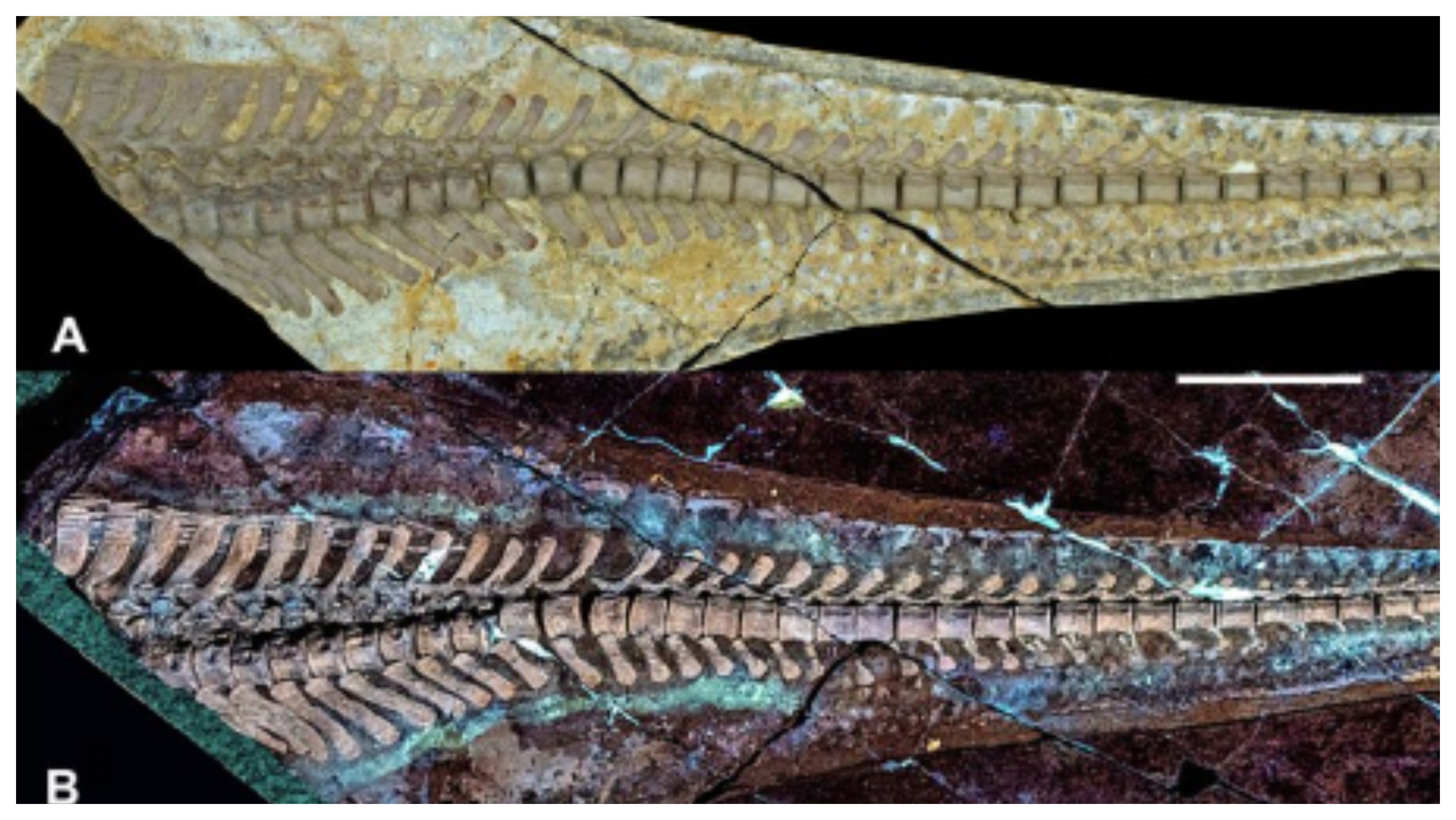 O nouă specie de dinozaur cu țepi descoperită în China surprinde paleontologii