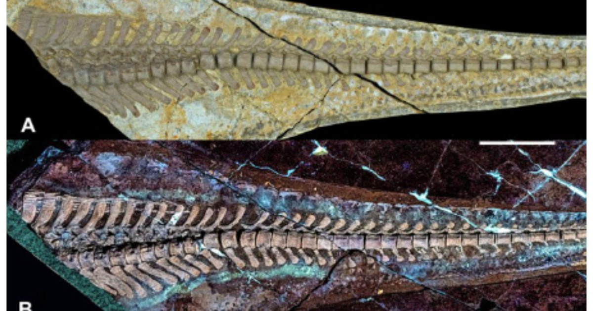 O nouă specie de dinozaur cu țepi descoperită în China surprinde paleontologii Kép