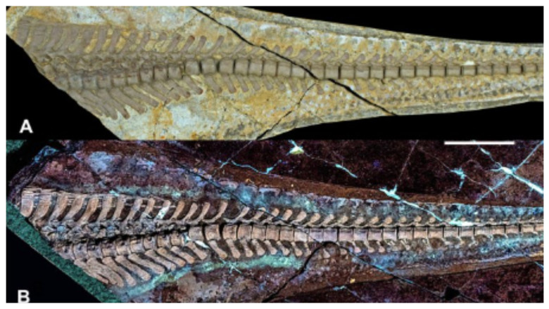 tepi dinozaur coada china